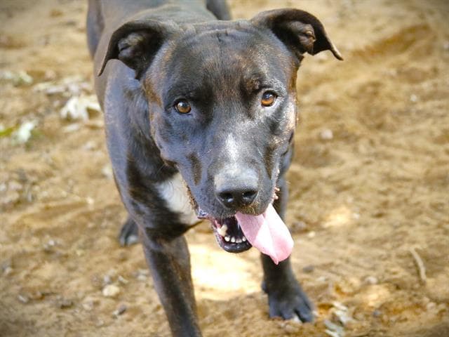 Baloo - Plott Hound