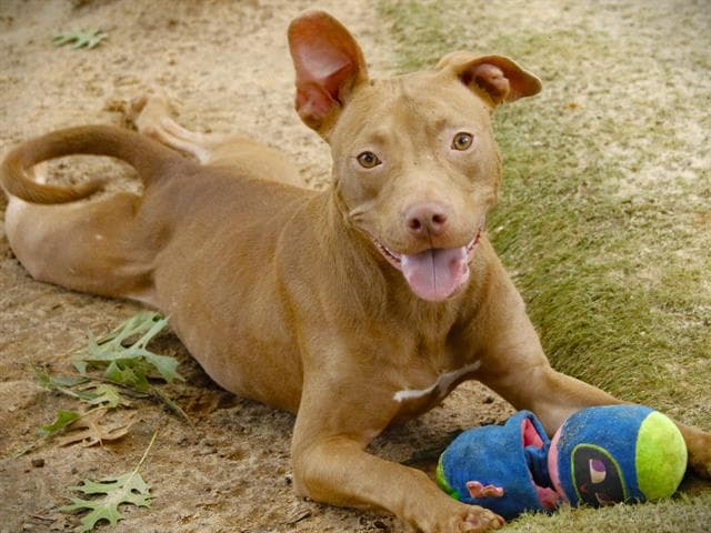 Ruby - American Staffordshire Terrier