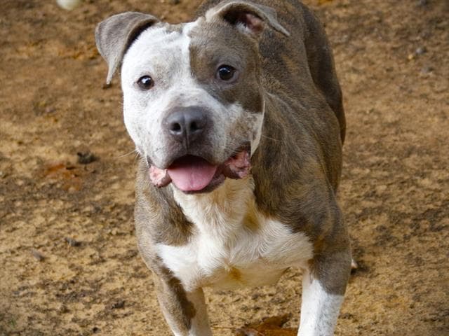Baker - American Staffordshire Terrier
