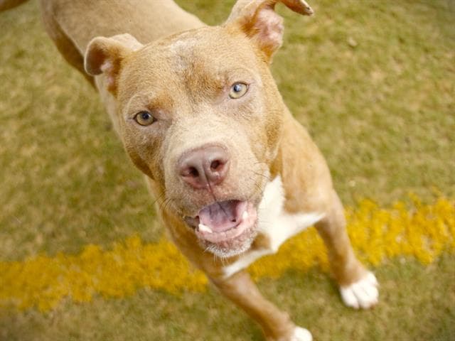 Meatloaf - American Staffordshire Terrier