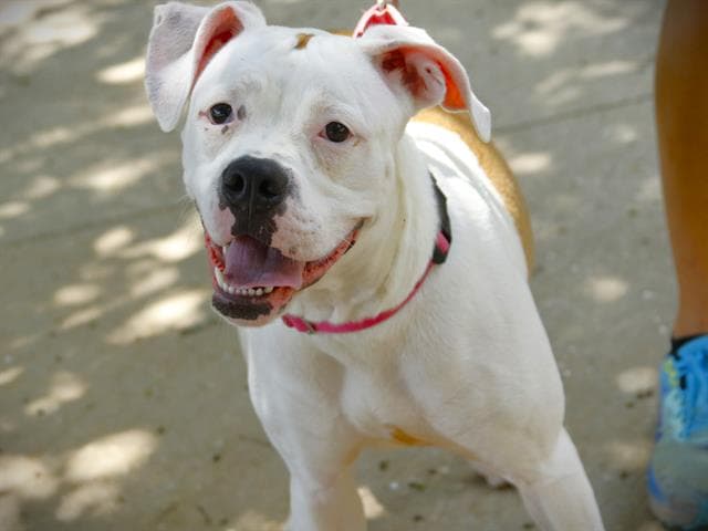 Winter - American Bulldog