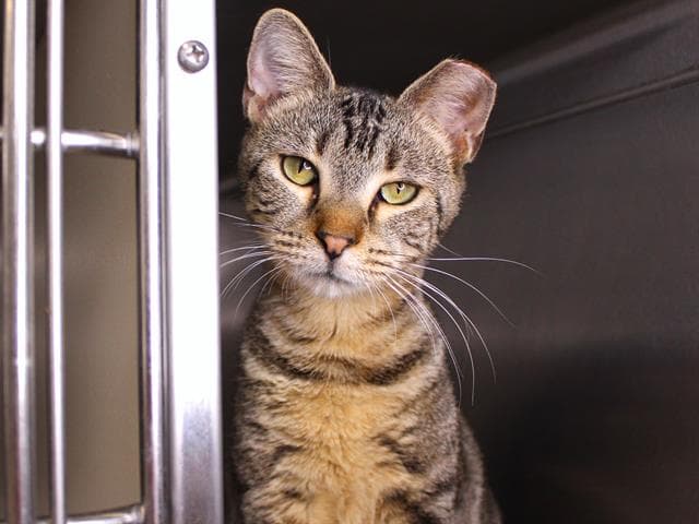 Diamond - Domestic Short Hair