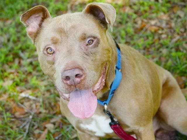 Unknown - American Pit Bull Terrier