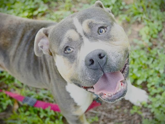 Bugsy - American Pit Bull Terrier