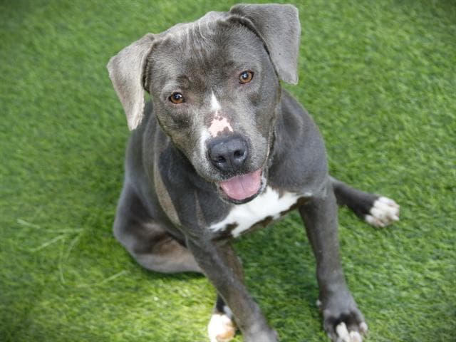 Baby Girl - American Staffordshire Terrier