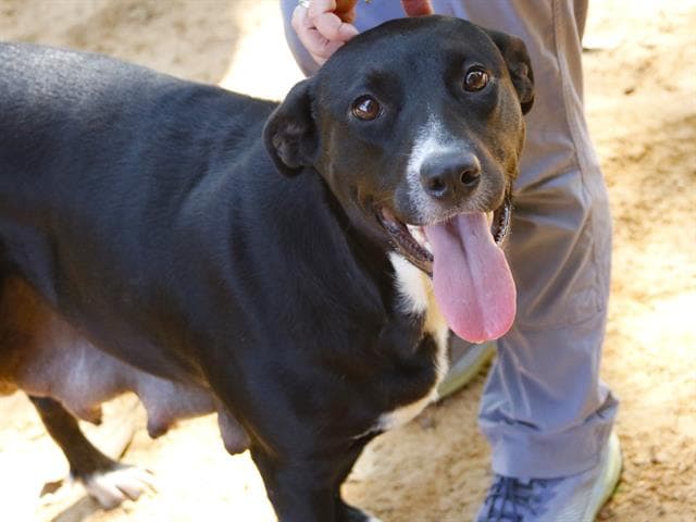 Maeve - Labrador Retriever