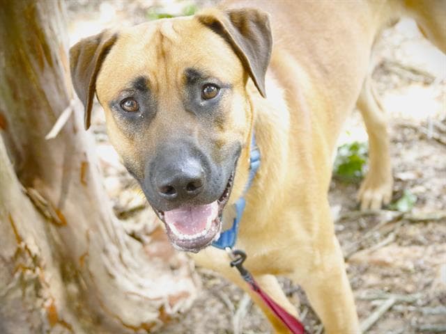 Boxer - Labrador Retriever