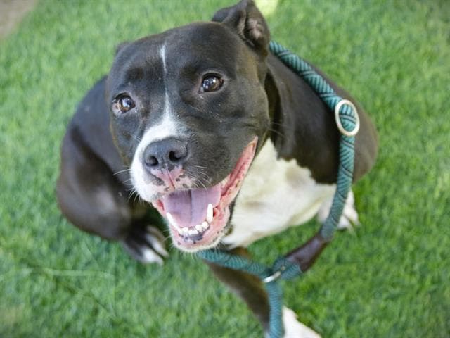 Dekoda - American Pit Bull Terrier