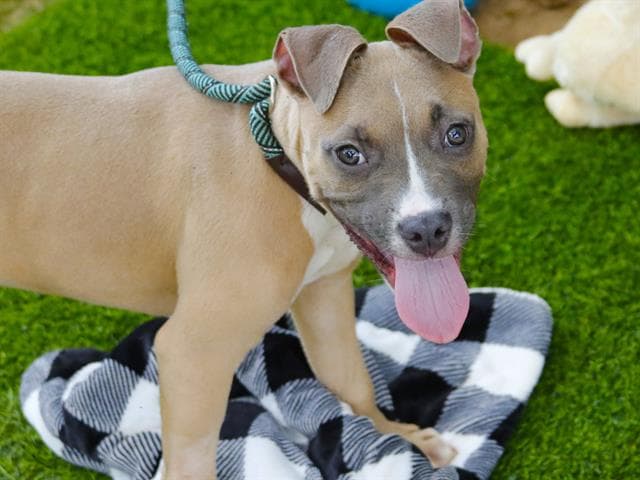 Appa - American Staffordshire Terrier