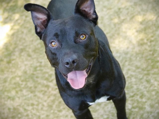 Oso - Staffordshire Bull Terrier