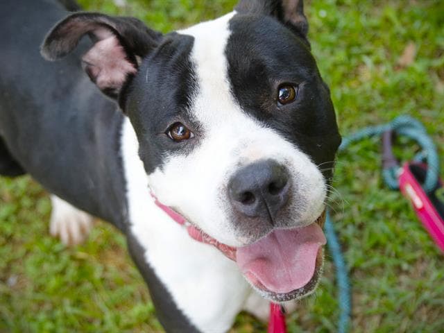 Truffles - American Pit Bull Terrier