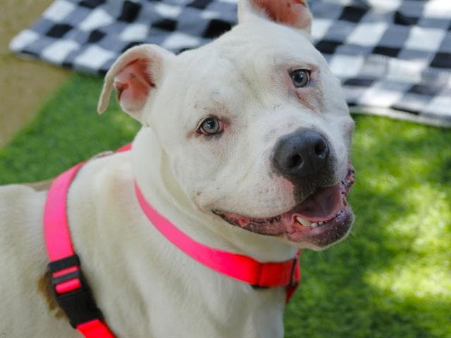 Nate - American Bulldog