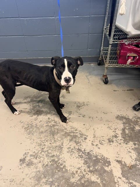 Minnie - American Pit Bull Terrier