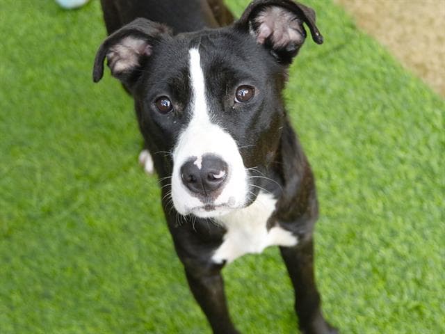 Minnie - American Pit Bull Terrier