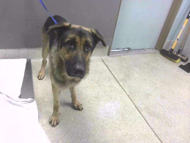 Duke - German Shepherd Dog