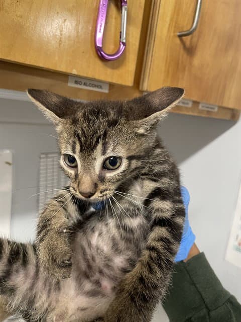 Bruce - Domestic Short Hair
