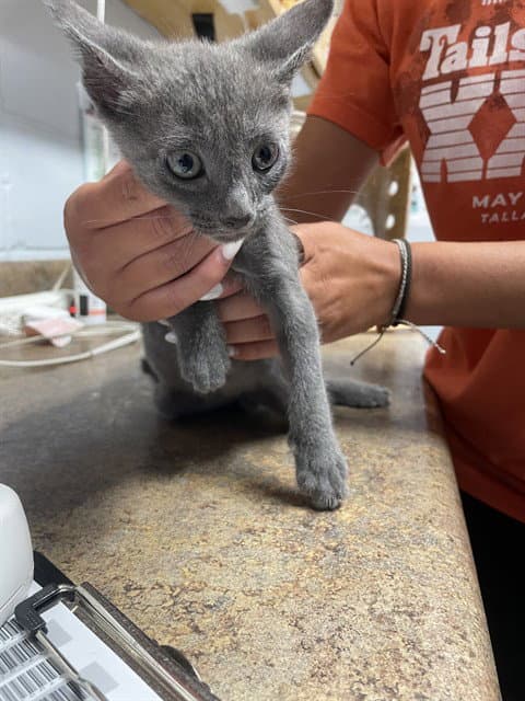 Baylor - Domestic Short Hair