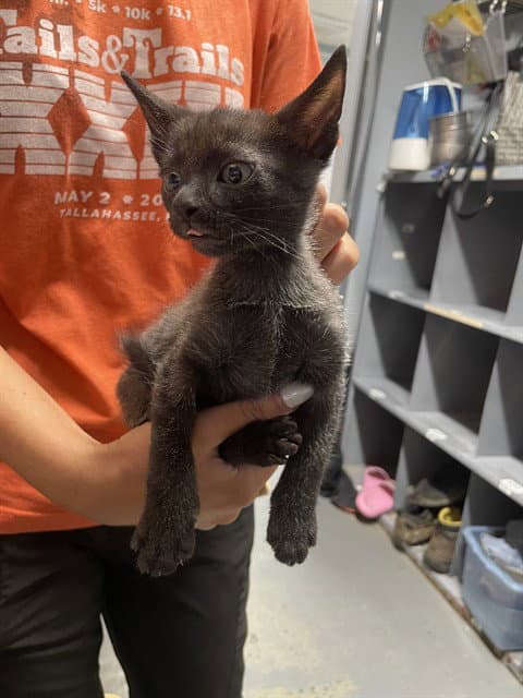 Brad - Domestic Short Hair