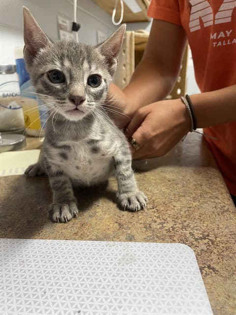 Beckett - Domestic Short Hair