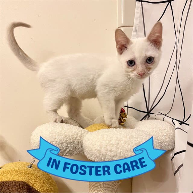 Dopey - Domestic Short Hair