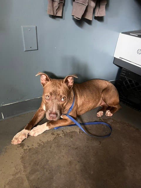 Alana - American Staffordshire Terrier