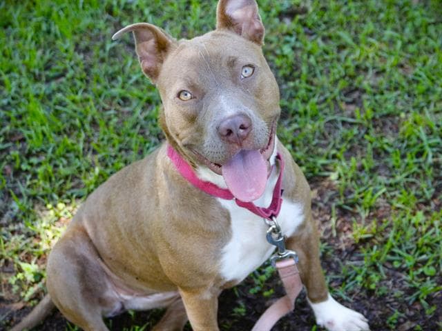 Alana - American Staffordshire Terrier