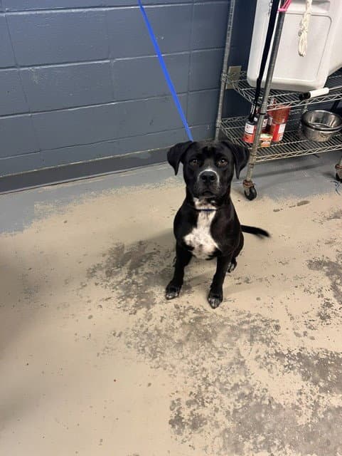 Boone - Labrador Retriever