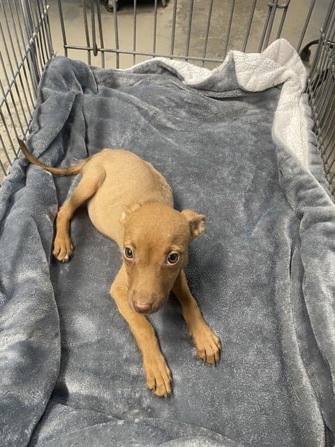 Espresso - American Pit Bull Terrier