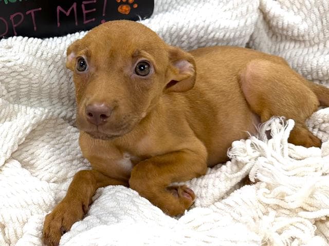Espresso - American Pit Bull Terrier