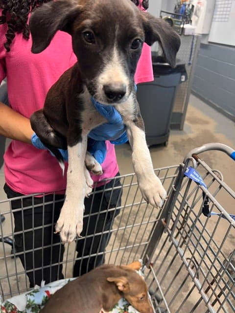 Latte - American Pit Bull Terrier