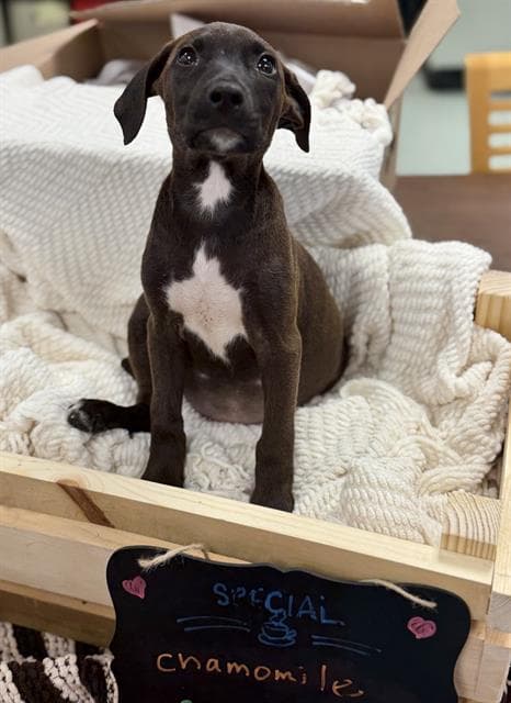 Chamomile - American Pit Bull Terrier