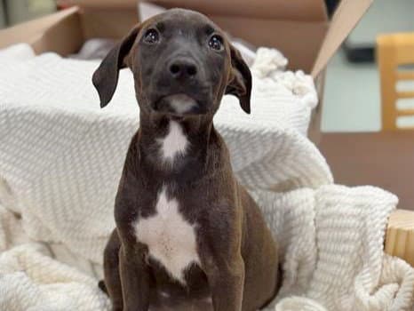 Chamomile - Labrador Retriever