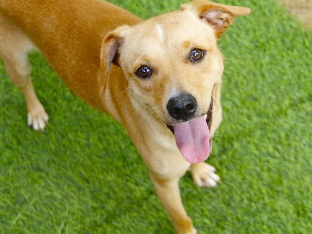 Peanut - Jack Russell Terrier (Parson Russell Terrier)