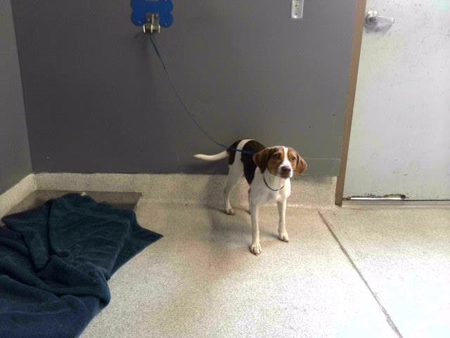Angela - Beagle