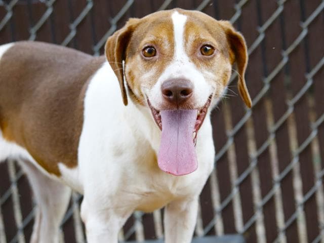 Angela - Beagle