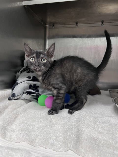 Annabeth - Domestic Short Hair