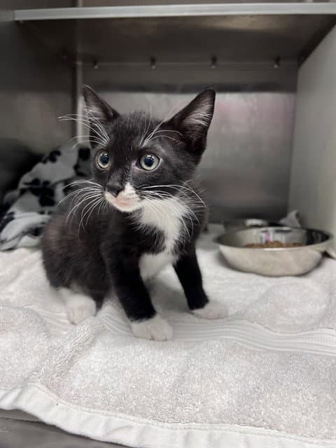 Percy - Domestic Short Hair