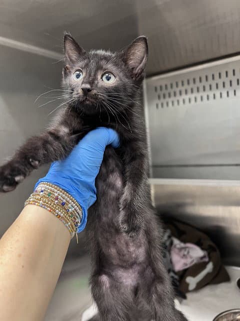 Grover - Domestic Short Hair