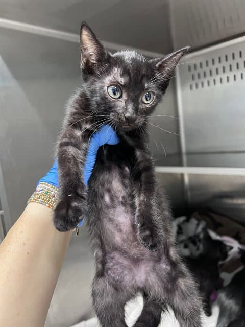 Clarisse - Domestic Short Hair