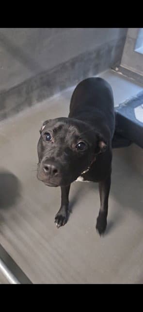 Hattie - Labrador Retriever