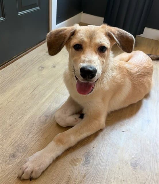 Kash - Anatolian Shepherd