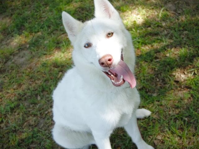 Elsa - Siberian Husky
