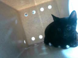 Colby image 1