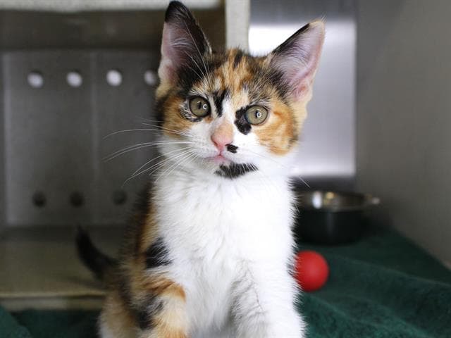 Cannoli - Domestic Medium Hair
