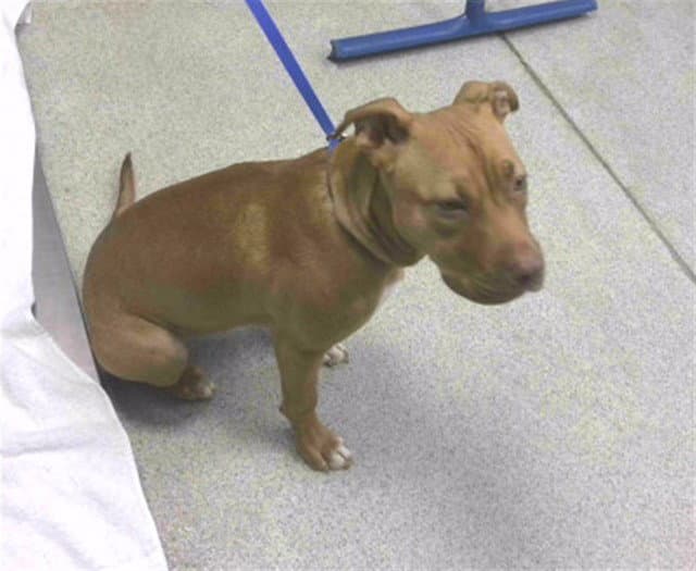 Samantha - American Pit Bull Terrier