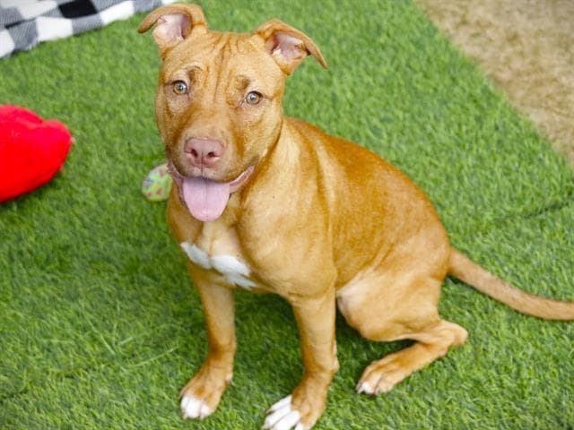 Samantha - American Pit Bull Terrier