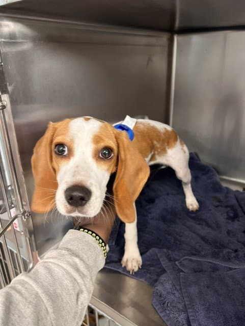 Peach - Beagle