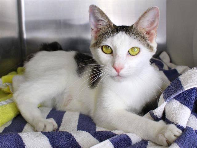 Daisy - Domestic Short Hair
