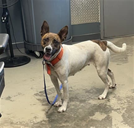 Sasha - Australian Cattle Dog/Blue Heeler