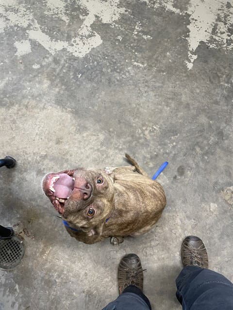 Trixie - American Bulldog